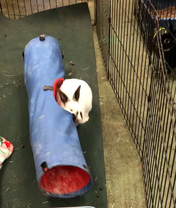 Enlarge Corundum, a Adoptable Himalayan video 4/6