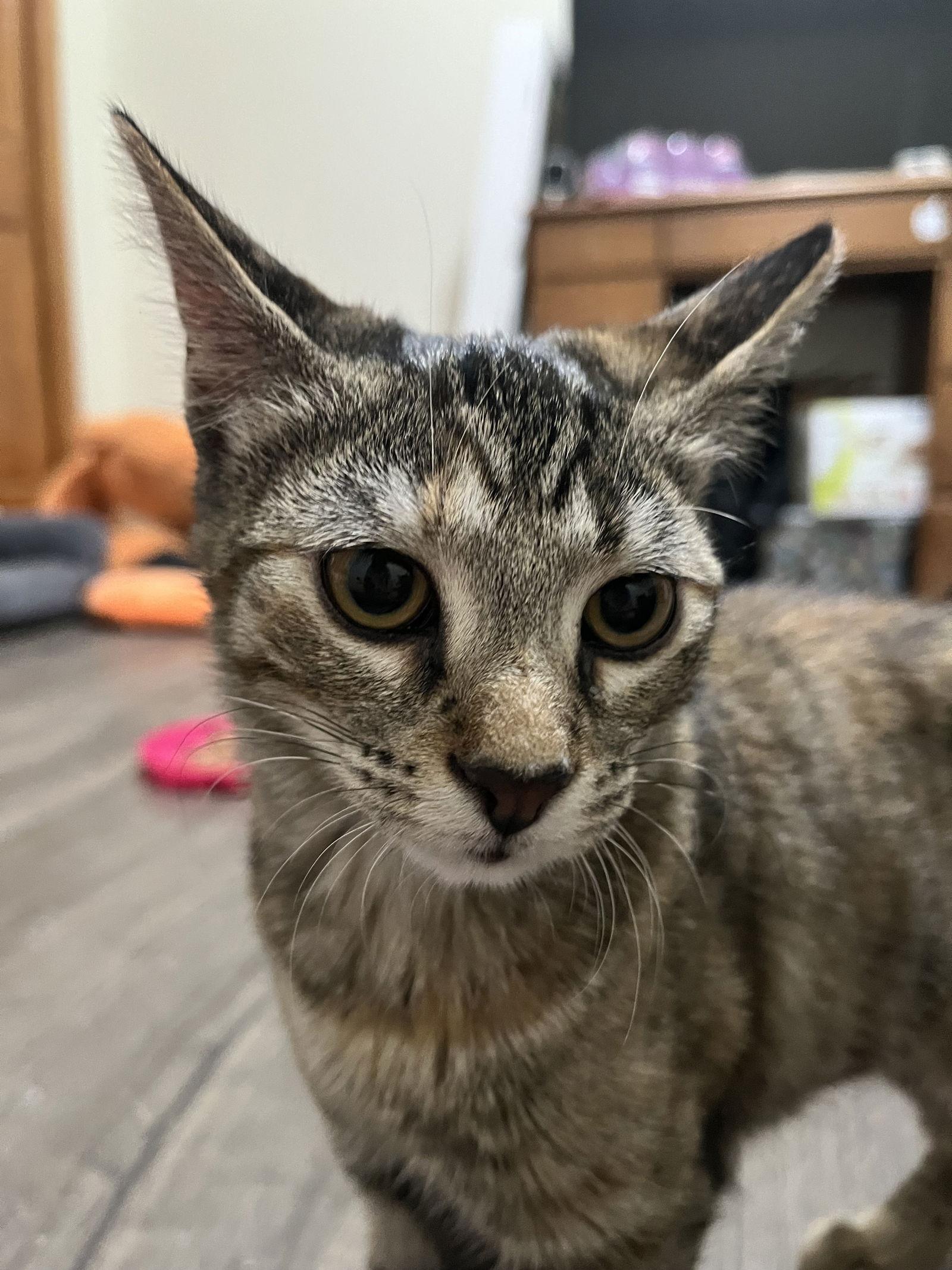 Mama, Adoptable, Adult Female Domestic Short Hair.