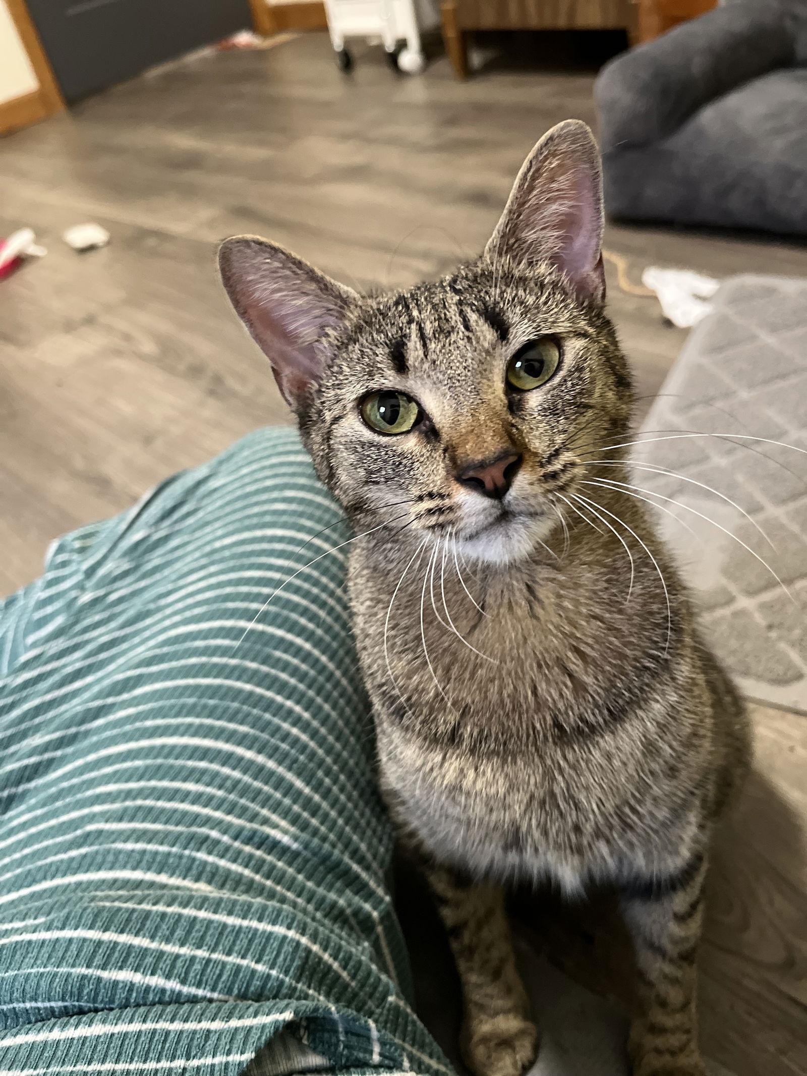 Enlarge Mama, a Adoptable Domestic Short Hair in Wheaton, IL image 2/3