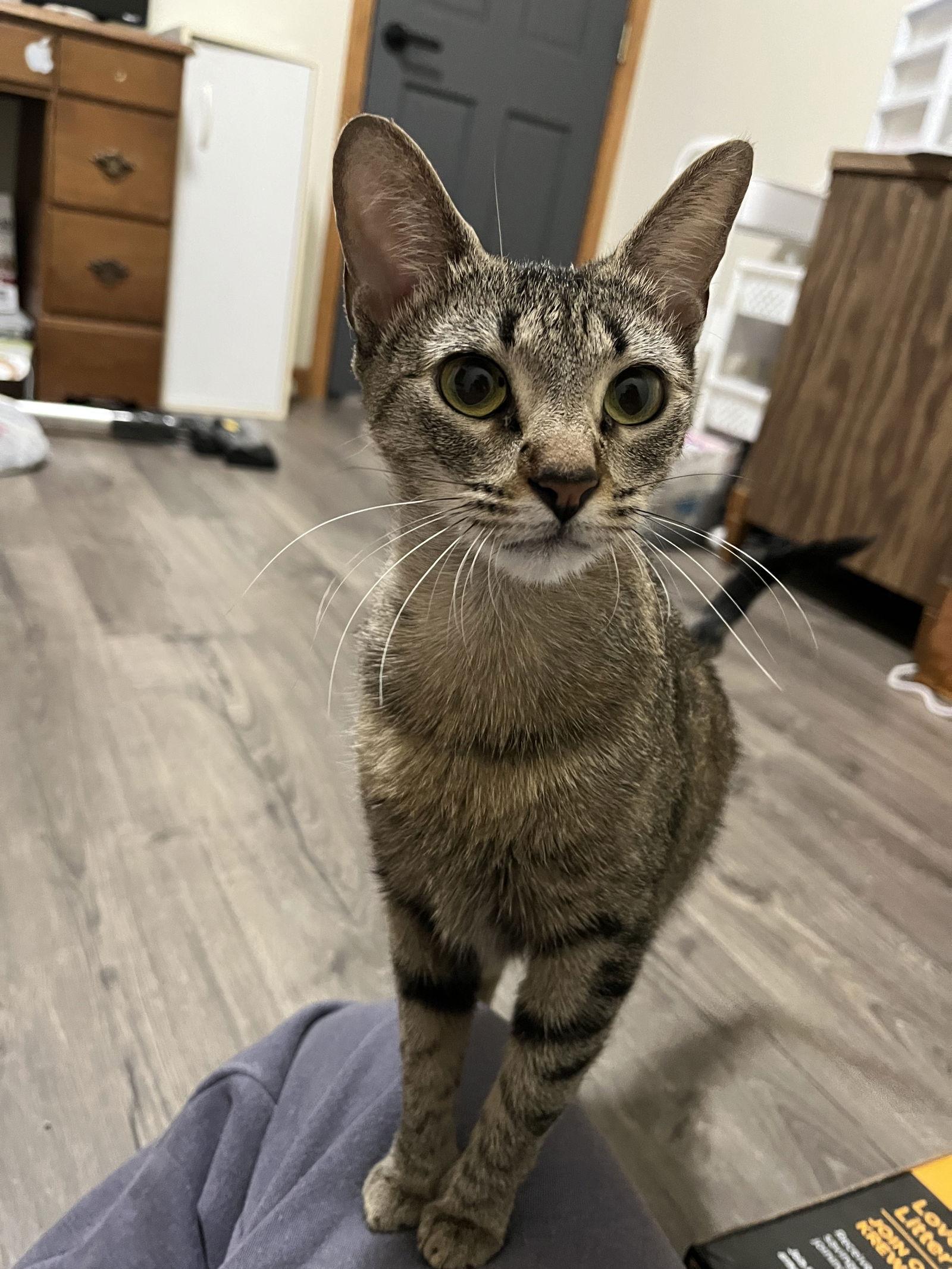 Enlarge Mama, a Adoptable Domestic Short Hair in Wheaton, IL image 3/3