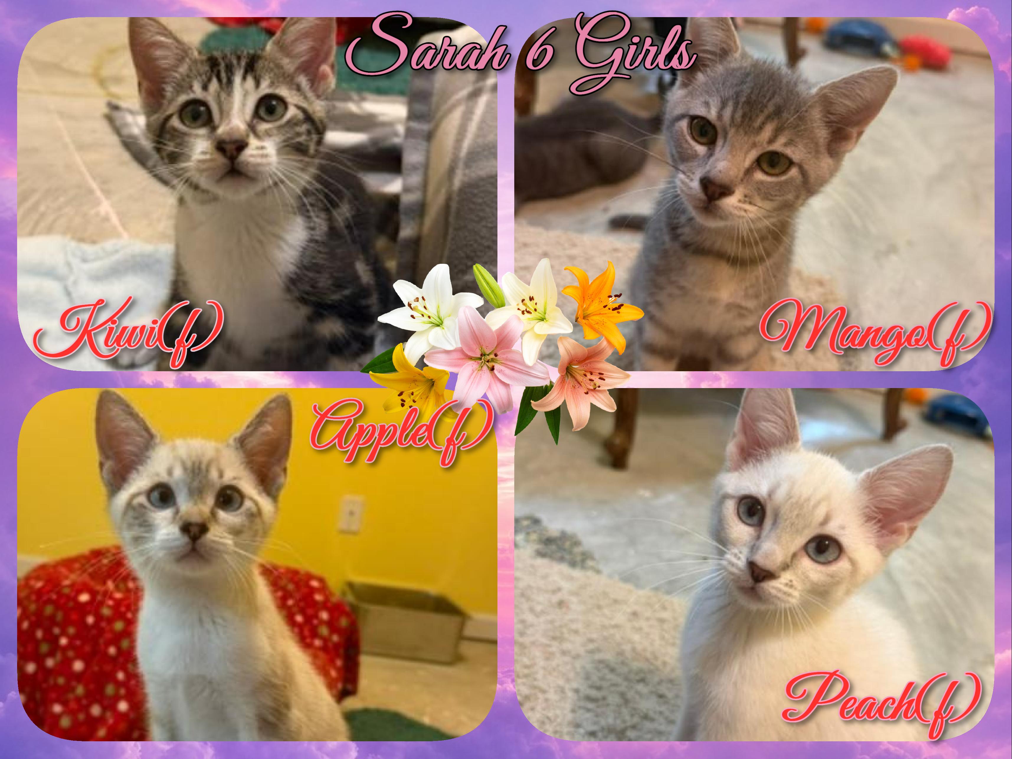 Sarah 6 Girls, ADOPTABLE, Kitten Female Domestic Short Hair.