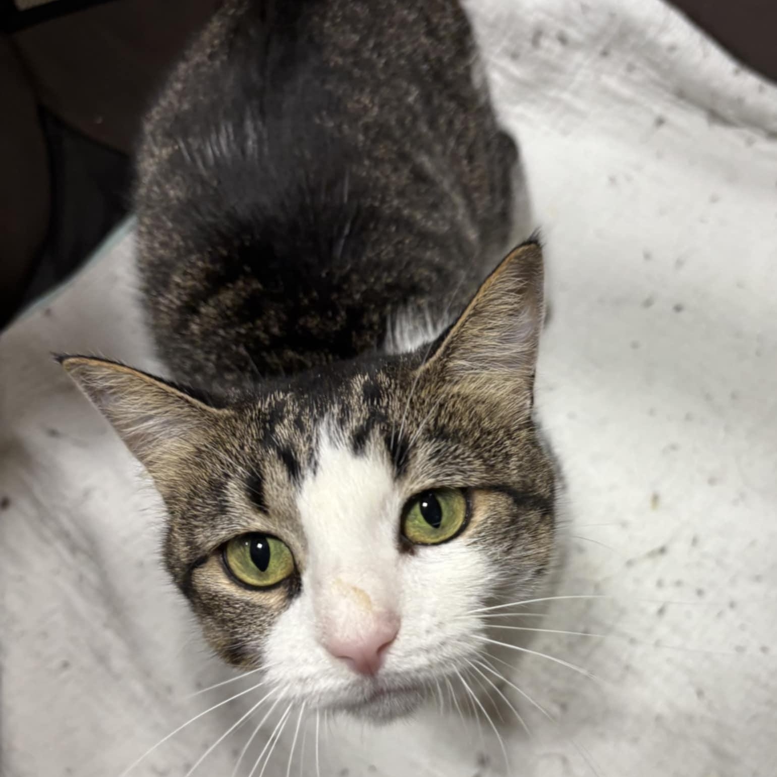 Liberty, Adult Female unknown