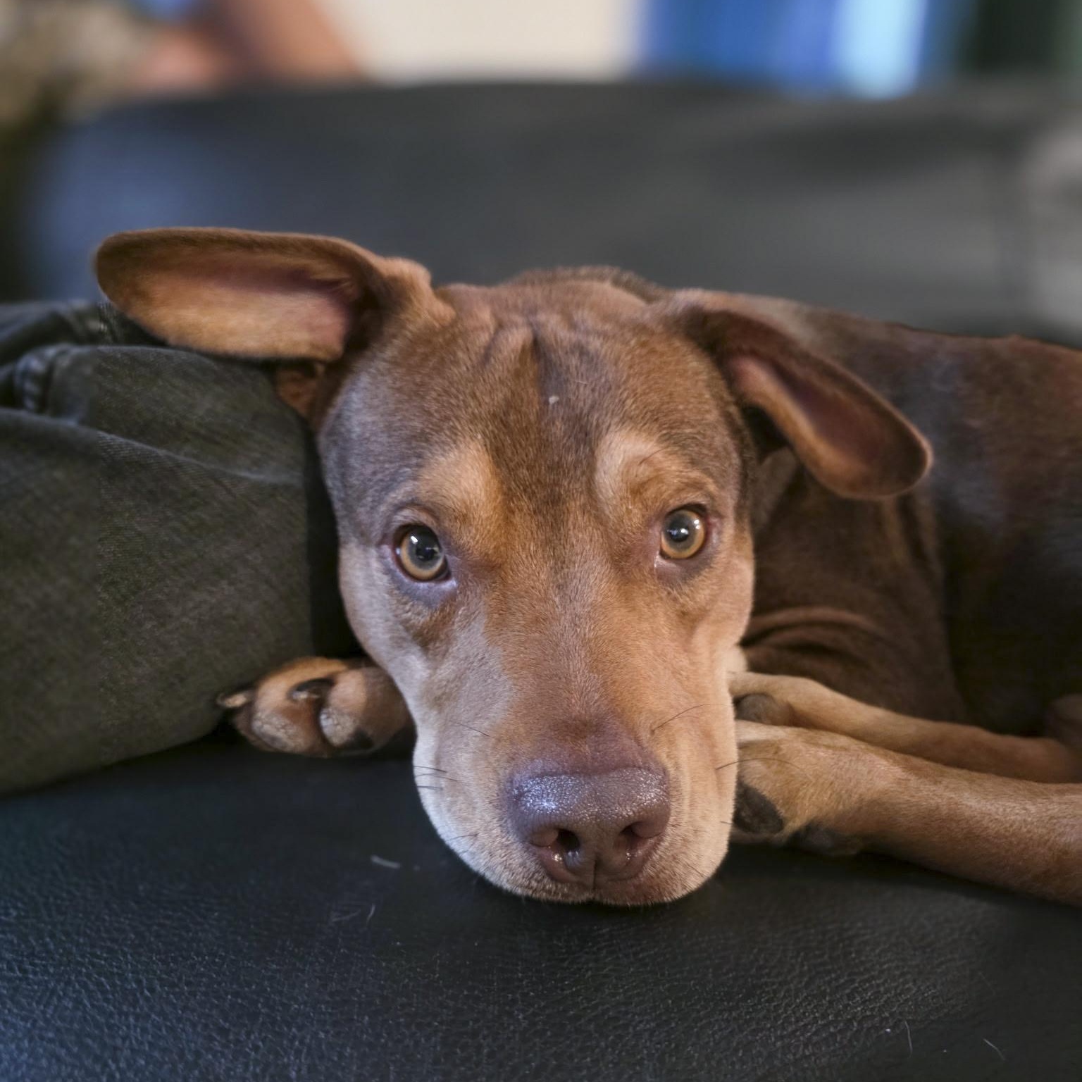 Enlarge Boston, a Adoptable mixed breed in Northampton, MA image 4/6