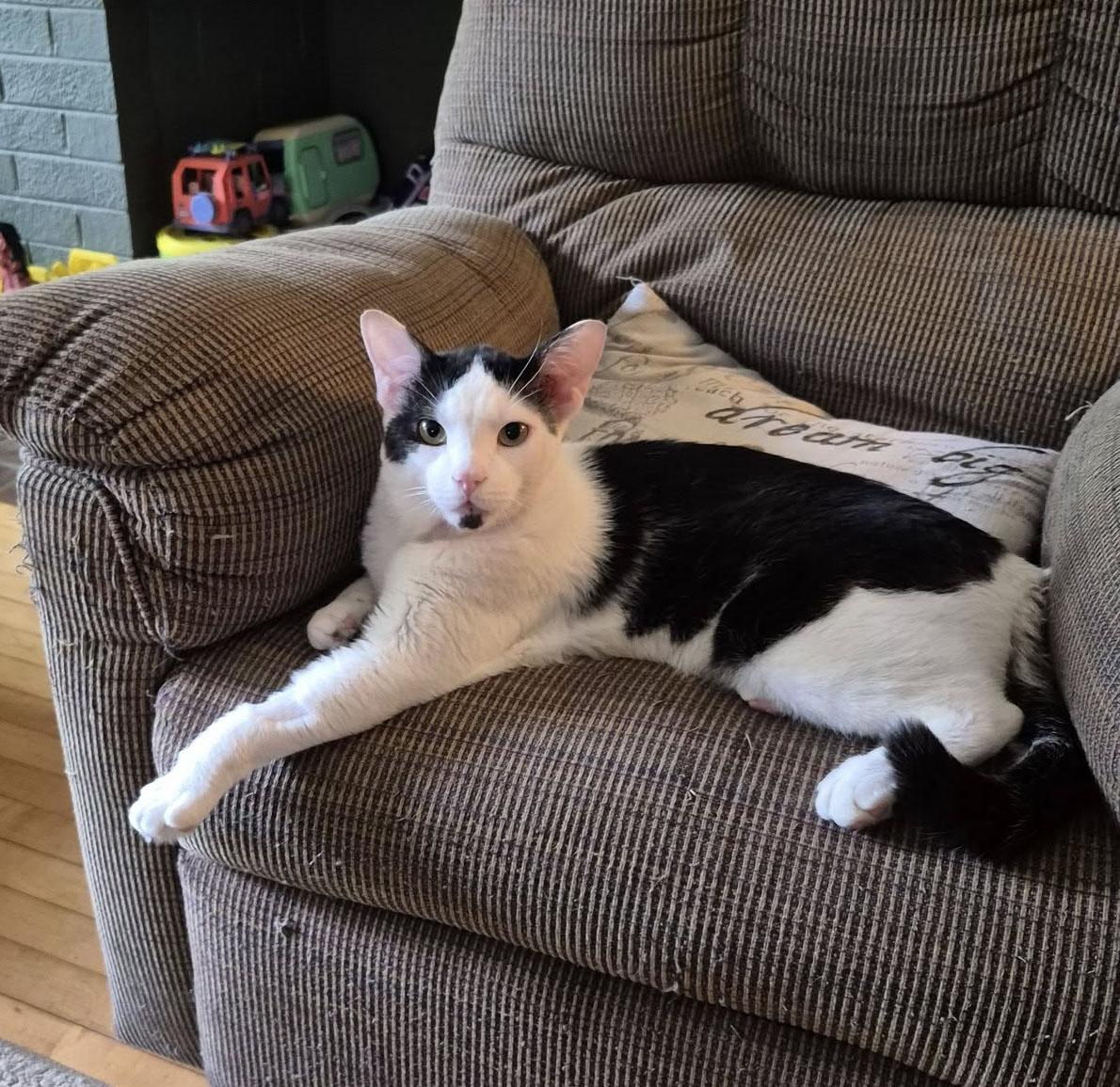 Oliver, a Adoptable Domestic Short Hair in Milwaukee, WI image 1/6