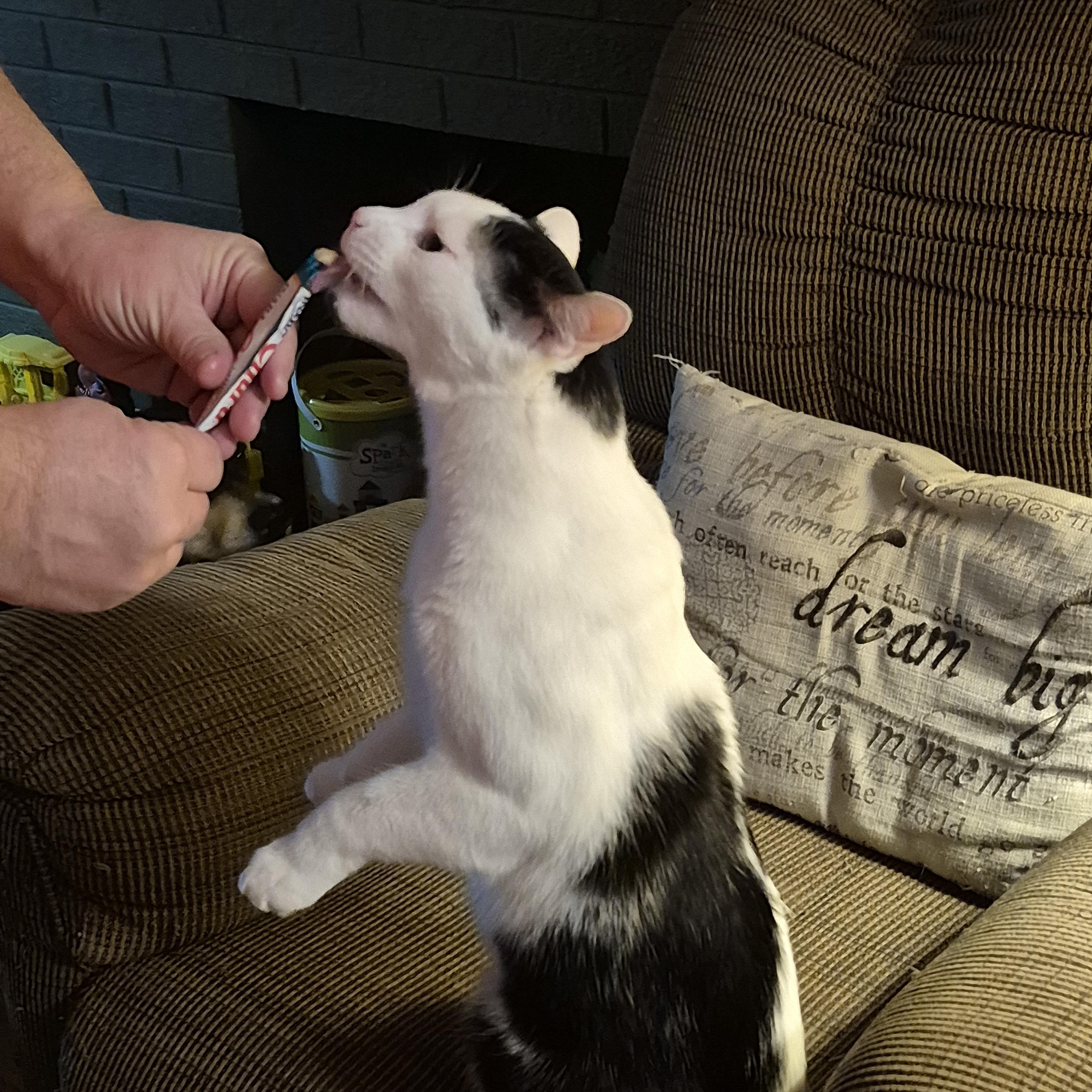 Oliver, a Adoptable Domestic Short Hair in Milwaukee, WI image 3/6