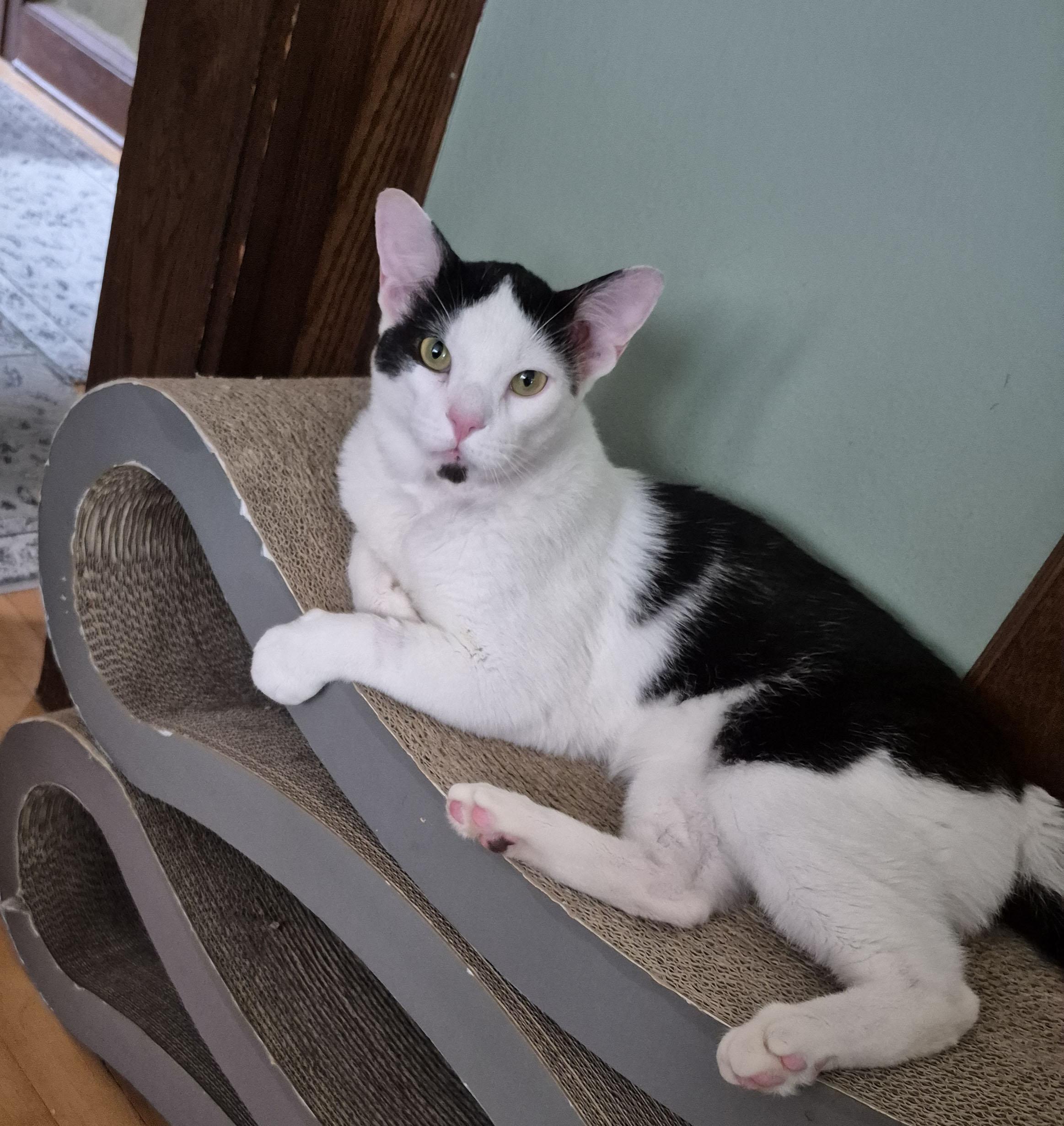 Oliver, a Adoptable Domestic Short Hair in Milwaukee, WI image 6/6