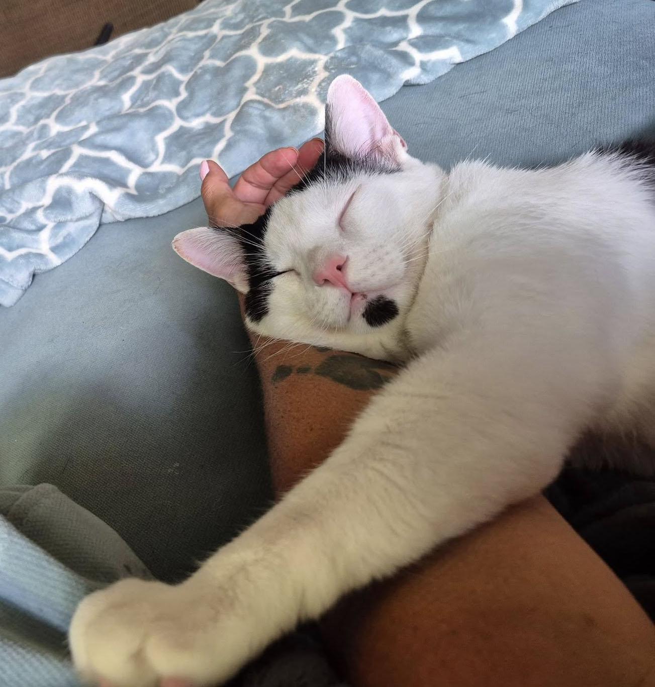 Oliver, a Adoptable Domestic Short Hair in Milwaukee, WI image 2/6