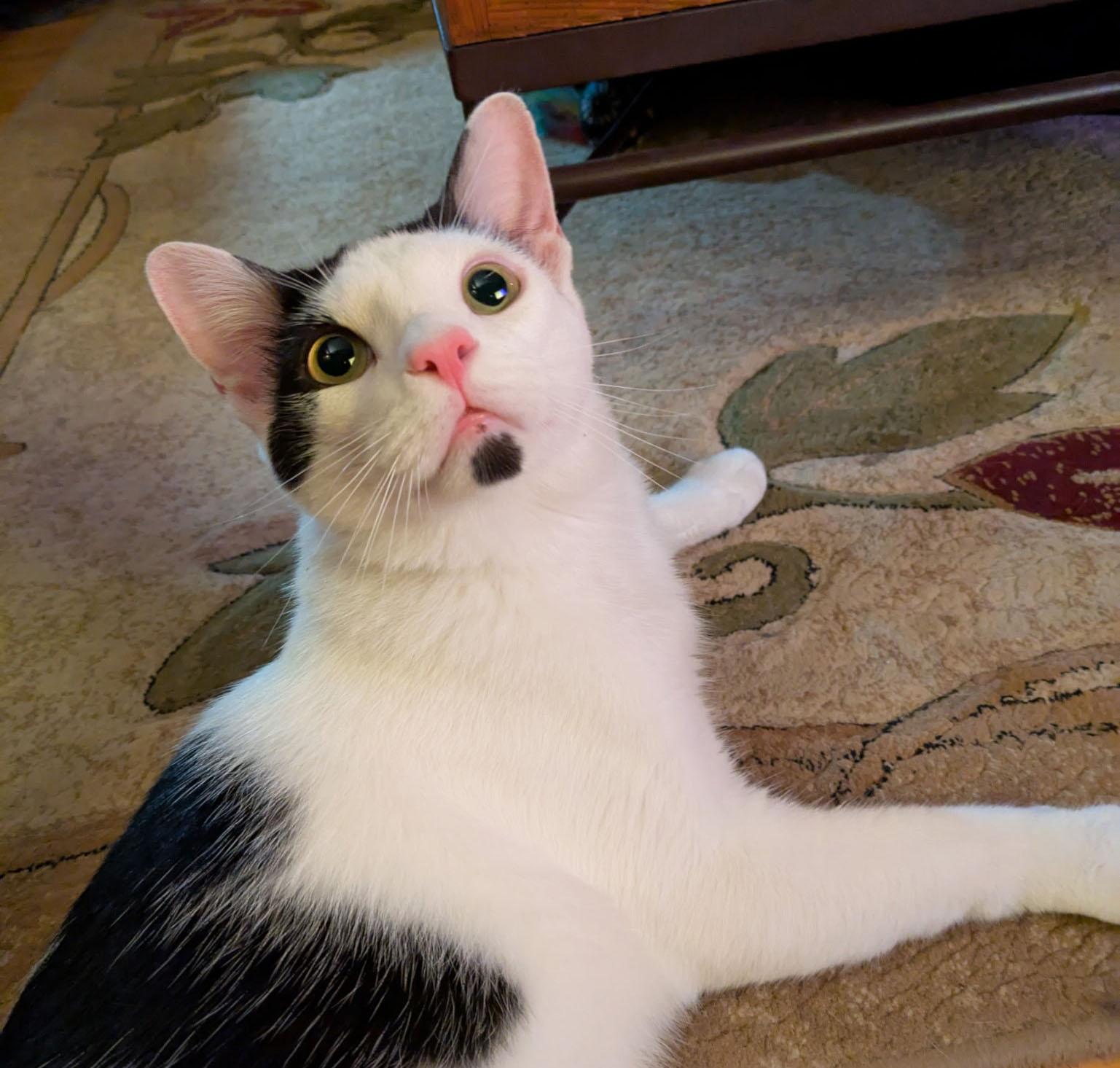 Oliver, a Adoptable Domestic Short Hair in Milwaukee, WI image 5/6