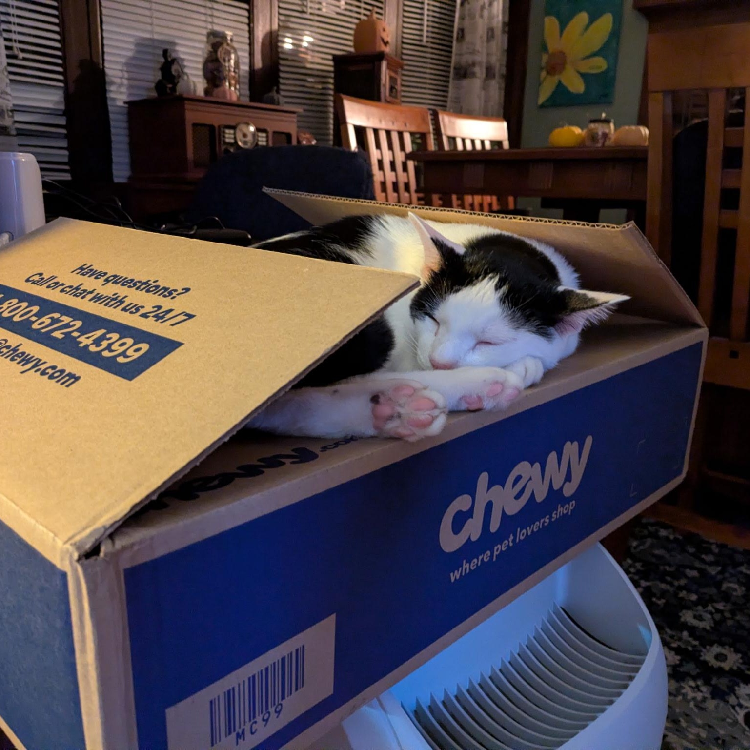 Oliver, a Adoptable Domestic Short Hair in Milwaukee, WI image 4/6