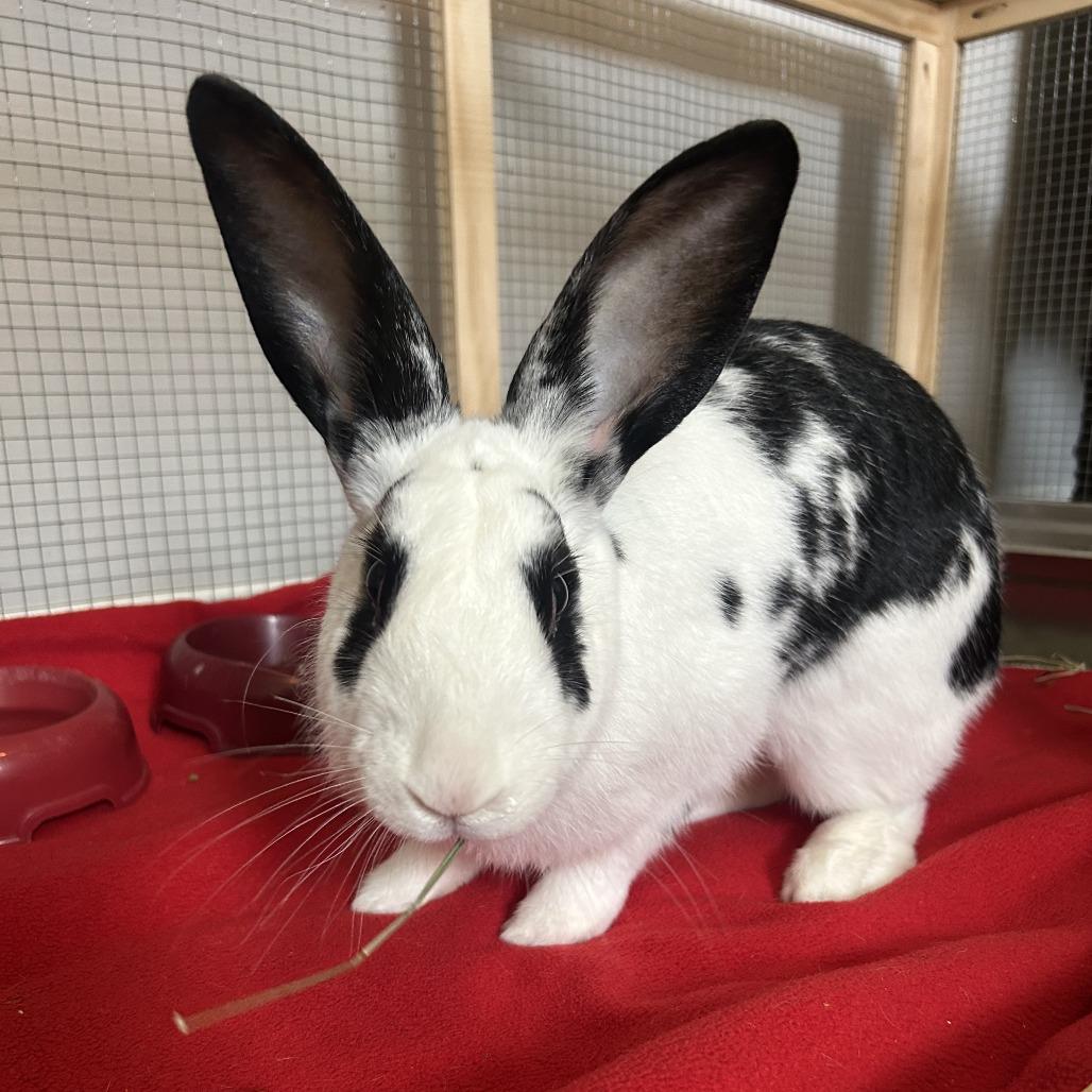 Janice Hoplin, Adoptable, Adult Female American Fuzzy Lop.