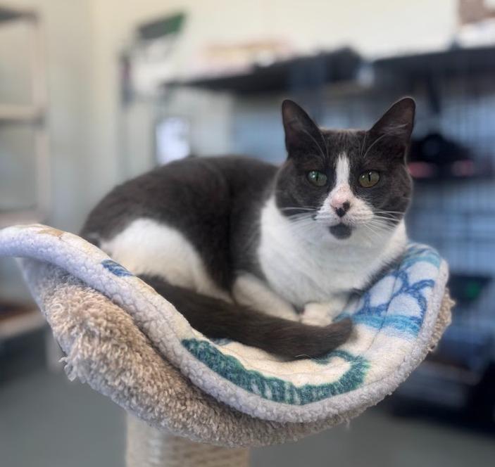 Velia, Adoptable, Young Female Domestic Short Hair.