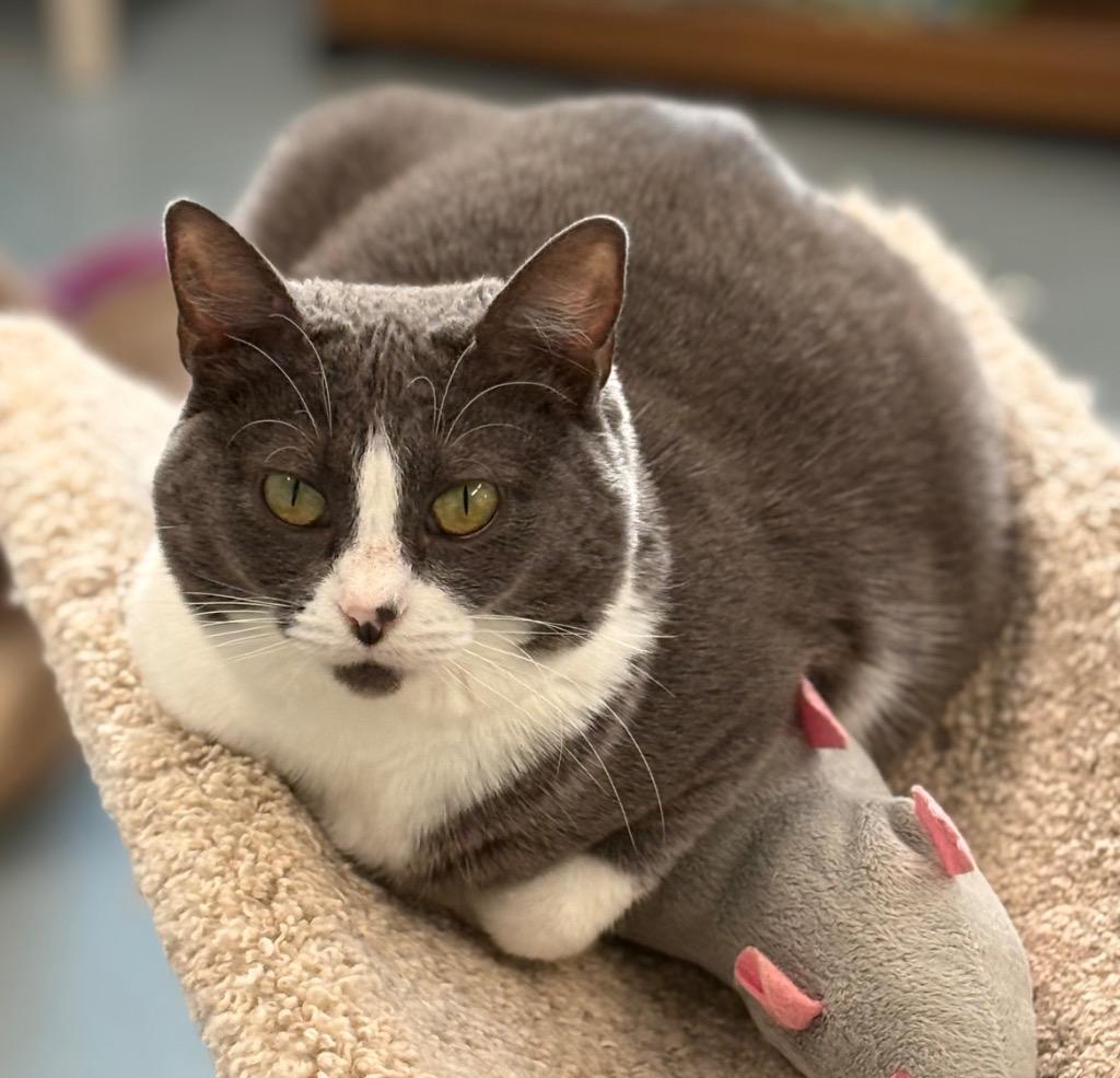 Enlarge Velia, a Adoptable mixed breed in Cumberland, ME image 2/3