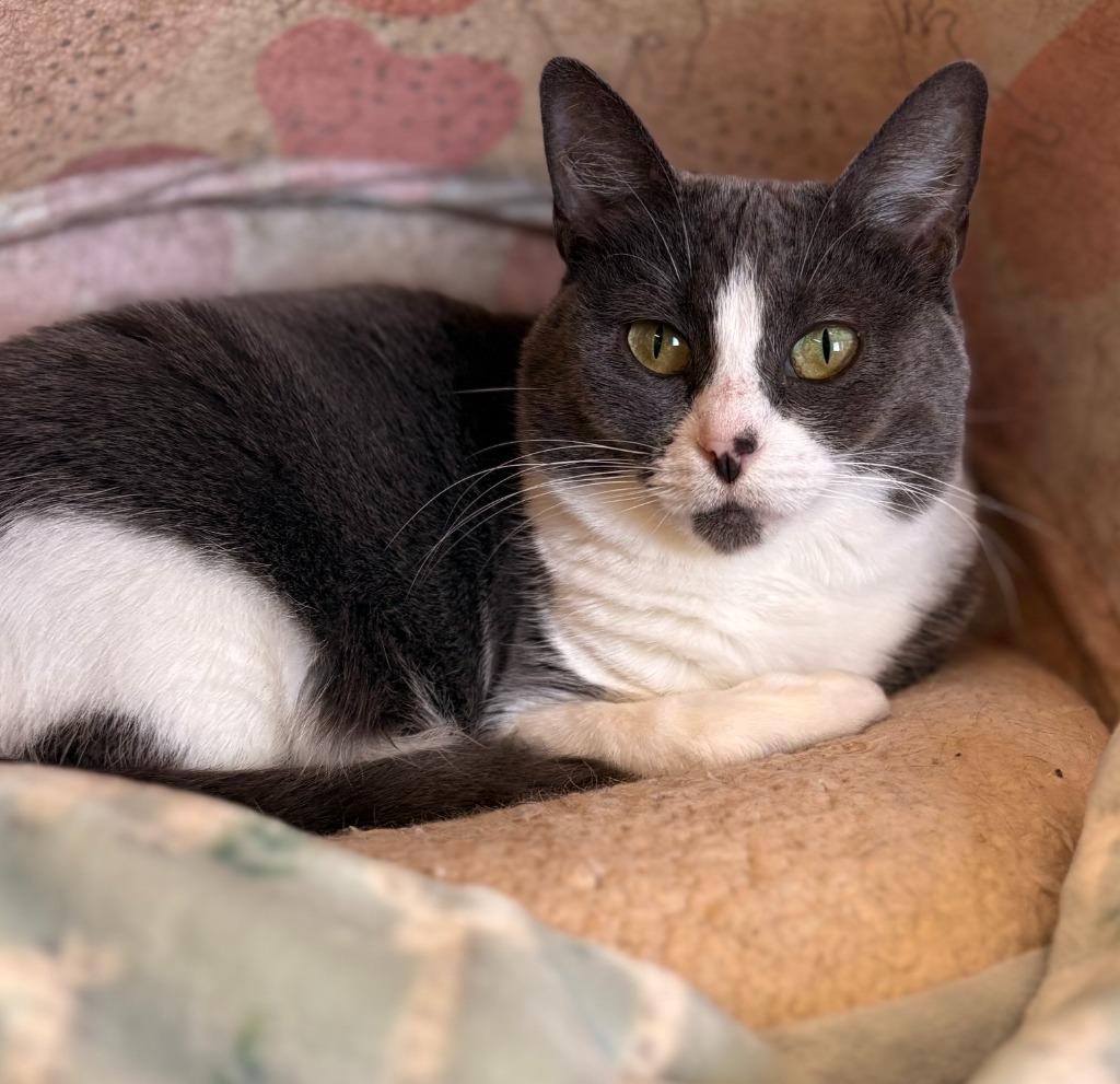 Enlarge Velia, a Adoptable mixed breed in Cumberland, ME image 3/3