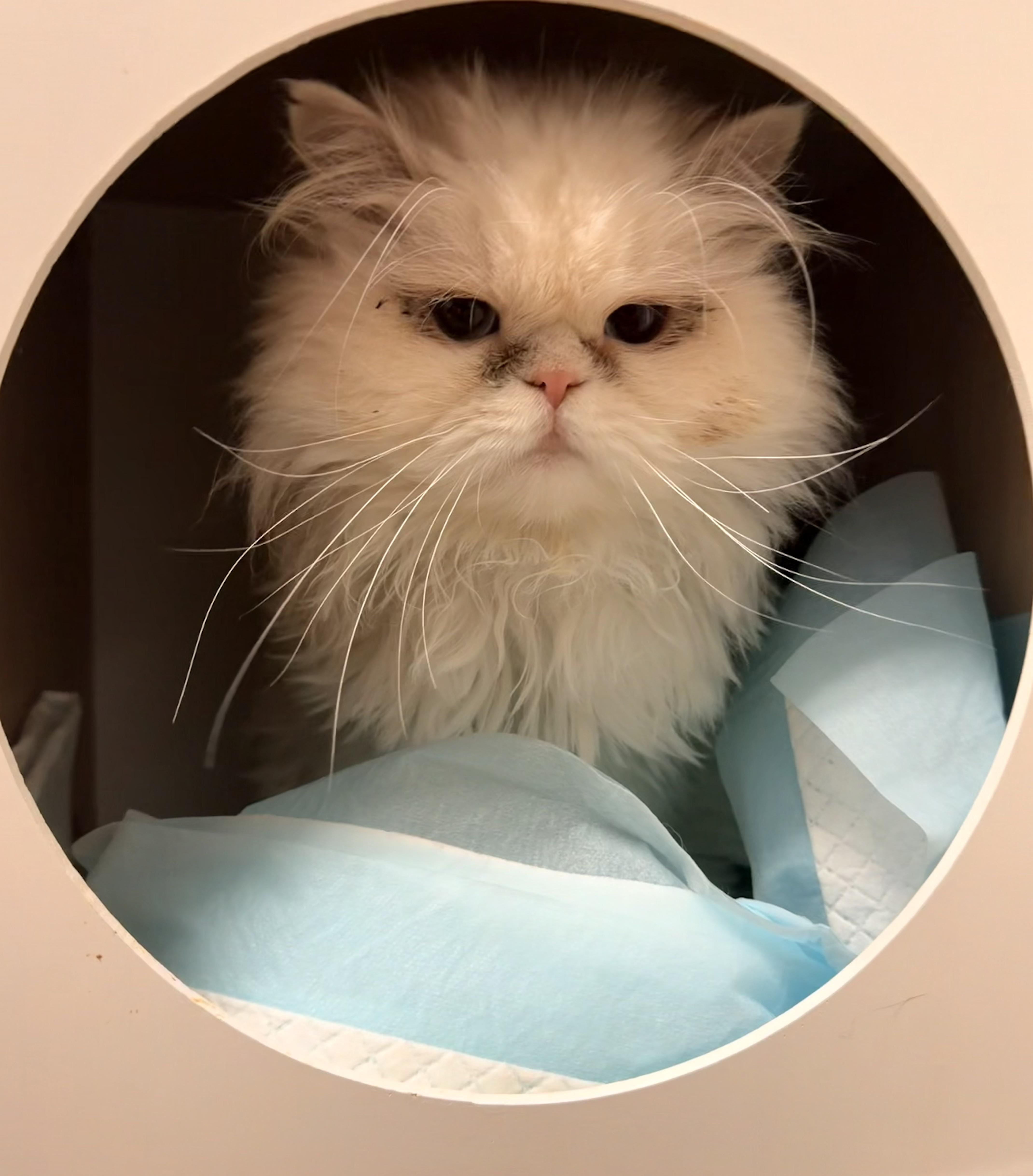 Roshan, adopted, Adult Male Persian.