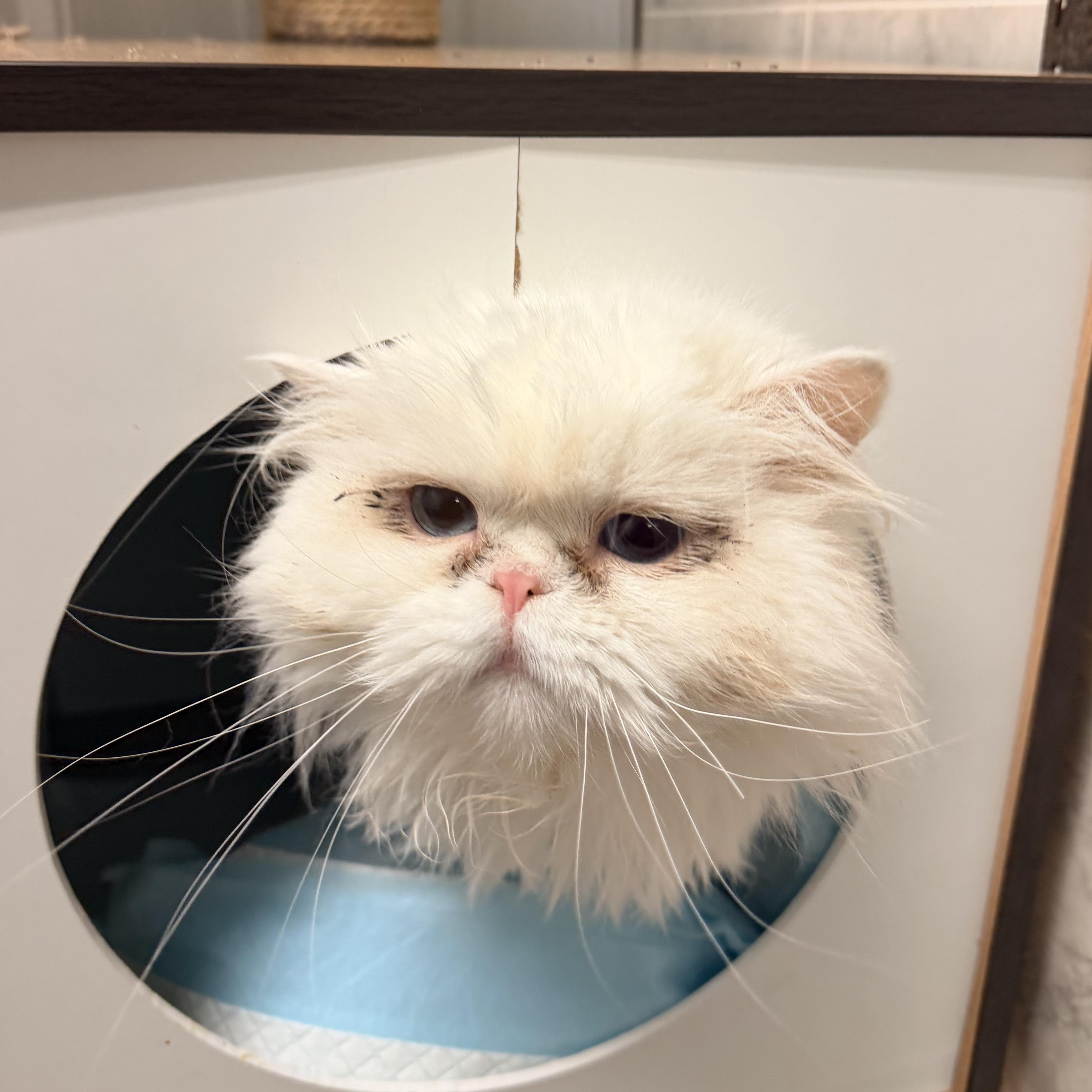 Roshan, an adopted Persian in Pottsville, PA image 2/2