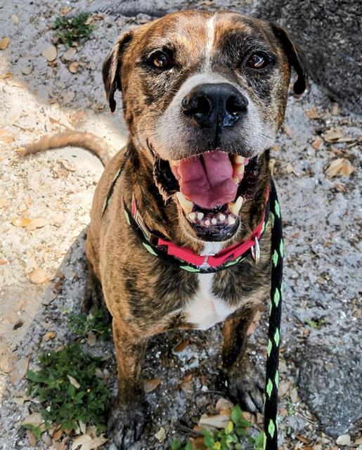 TITUS, Adoptable, Adult Male Mixed Breed.