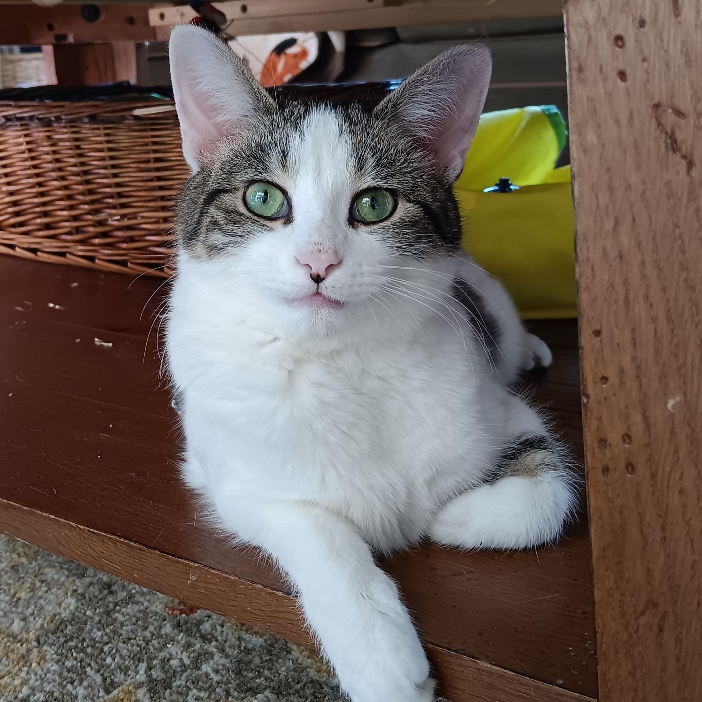 Kosher, Adoptable, Young Male Domestic Short Hair.