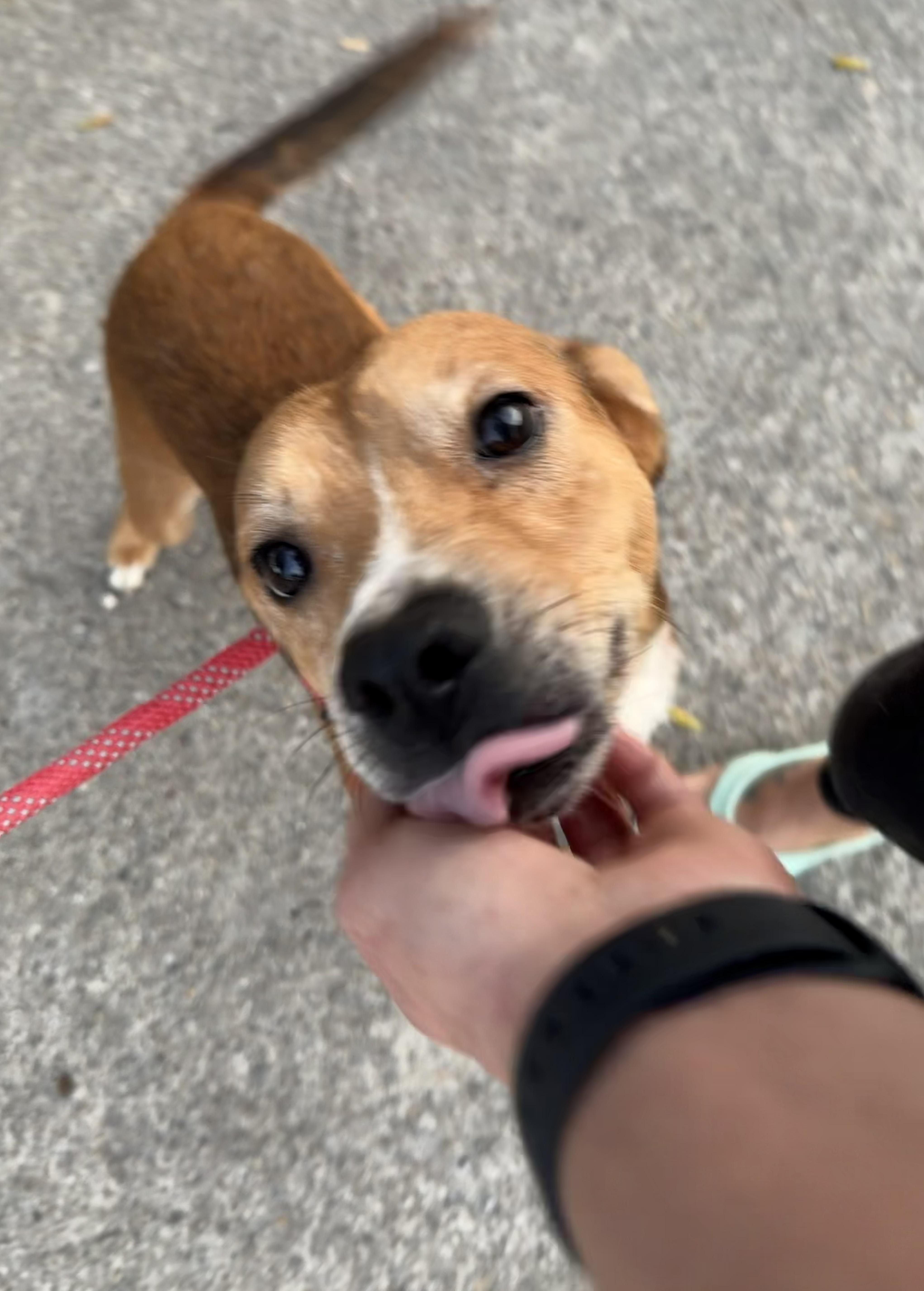 BlackJack, ADOPTABLE, Adult Male Mixed Breed.