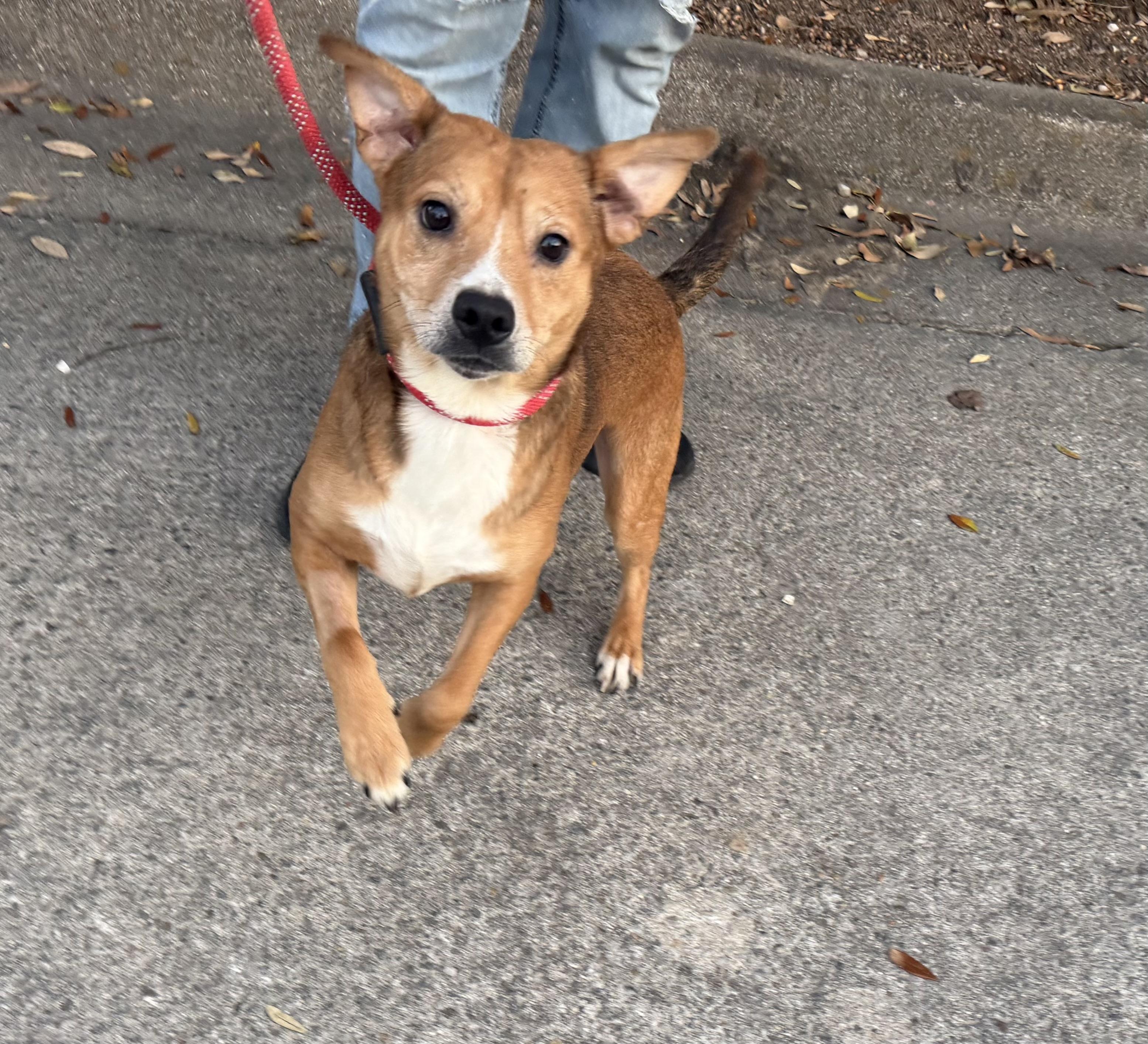 Enlarge BlackJack, a ADOPTABLE Mixed Breed in Auburn, AL image 3/3