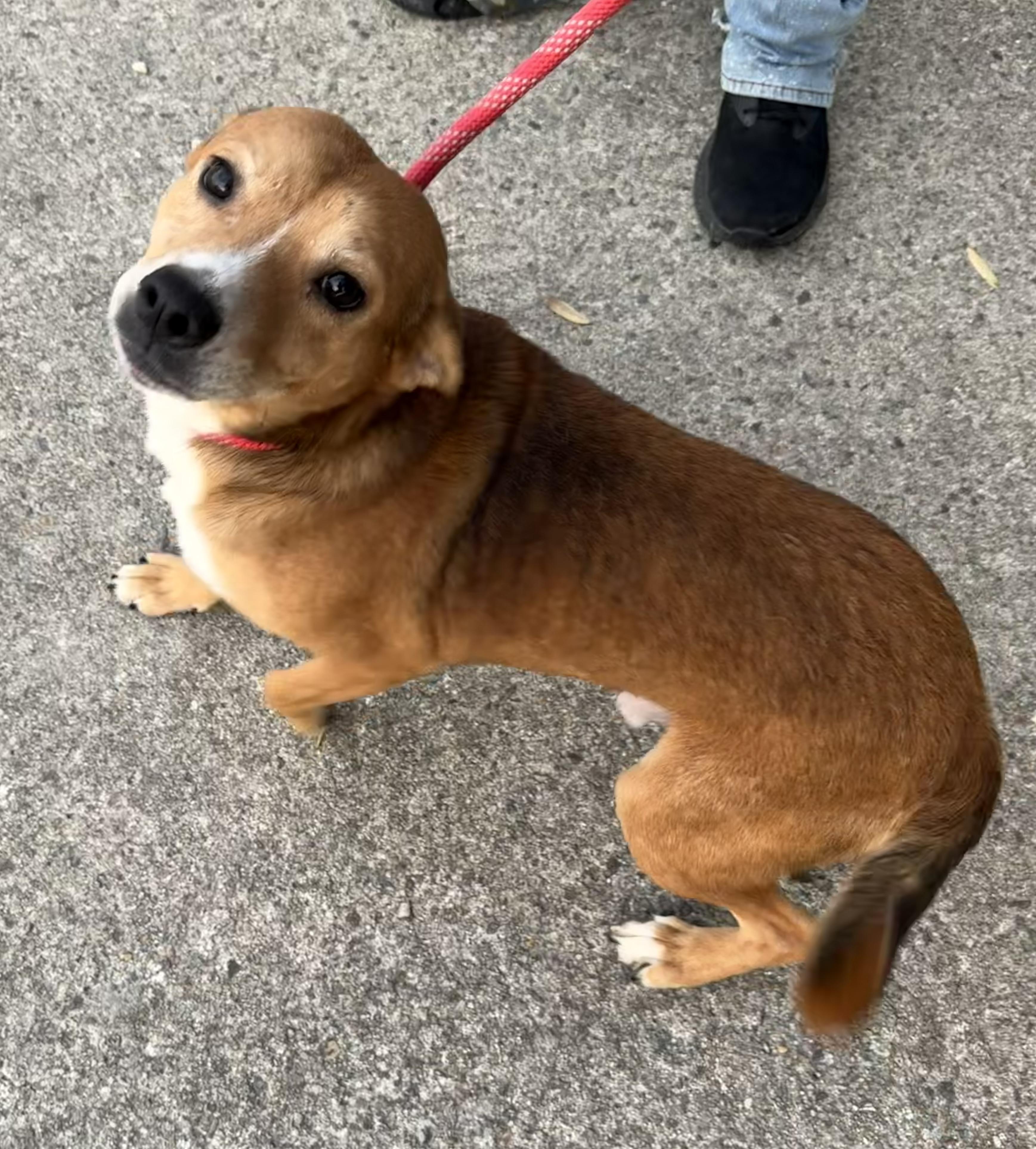 Enlarge BlackJack, a ADOPTABLE Mixed Breed in Auburn, AL image 2/3