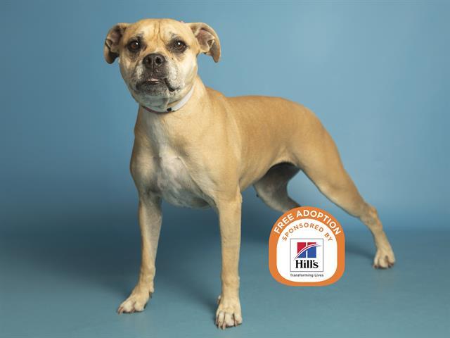 LAYLA, Adoptable, Senior Female Rottweiler & Mixed Breed.