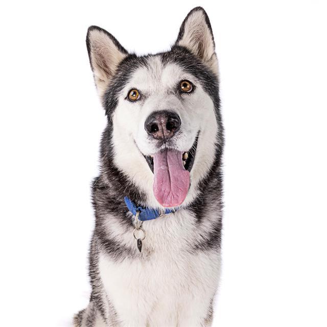 Enlarge SILVERADO, a Adoptable Siberian Husky in Long Beach, CA image 1/1