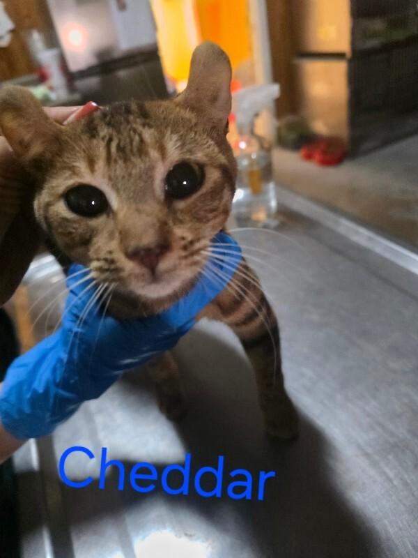 Cheddar