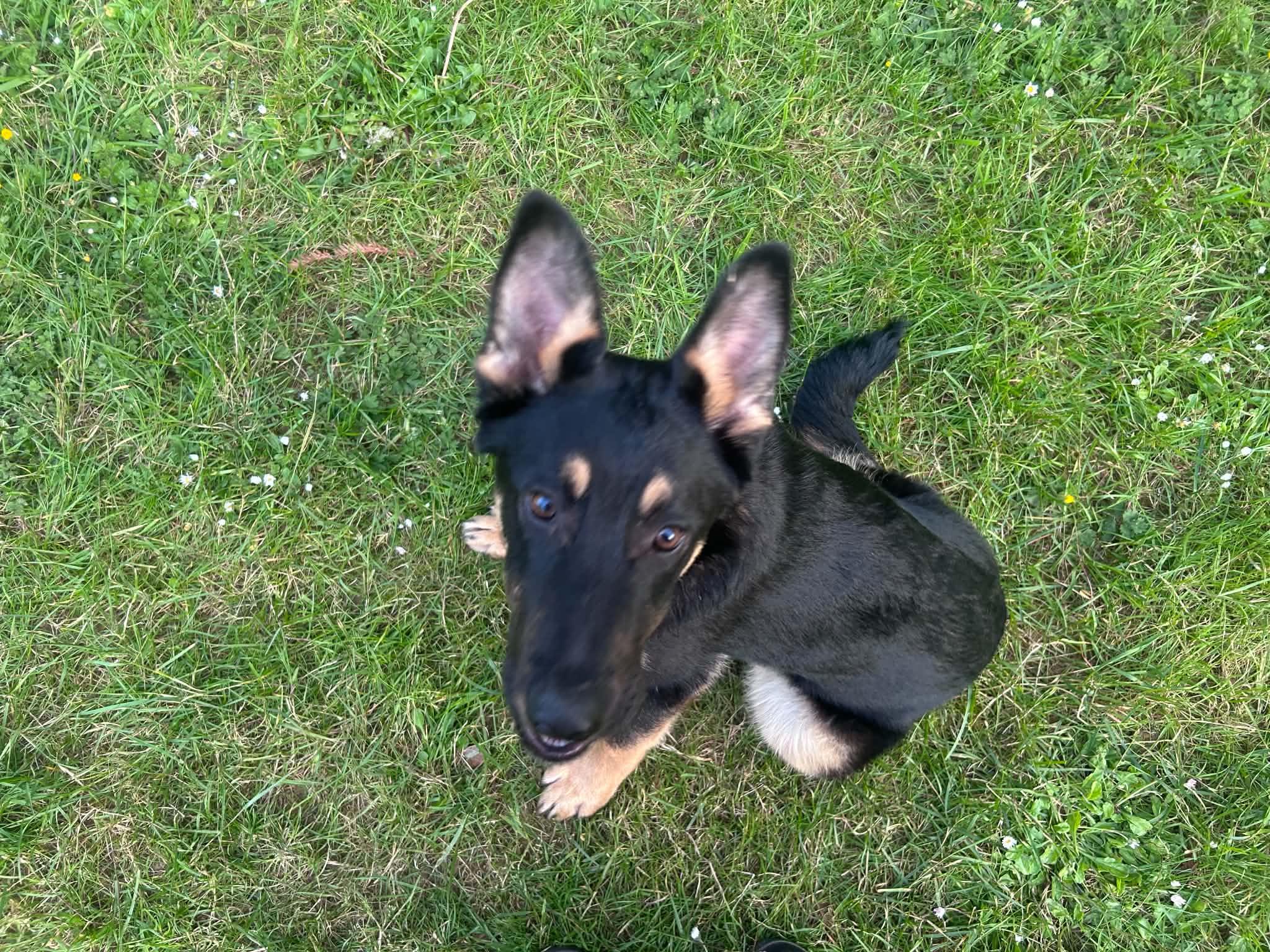 Bubba, ADOPTABLE, Young Male Shepherd & Corgi.