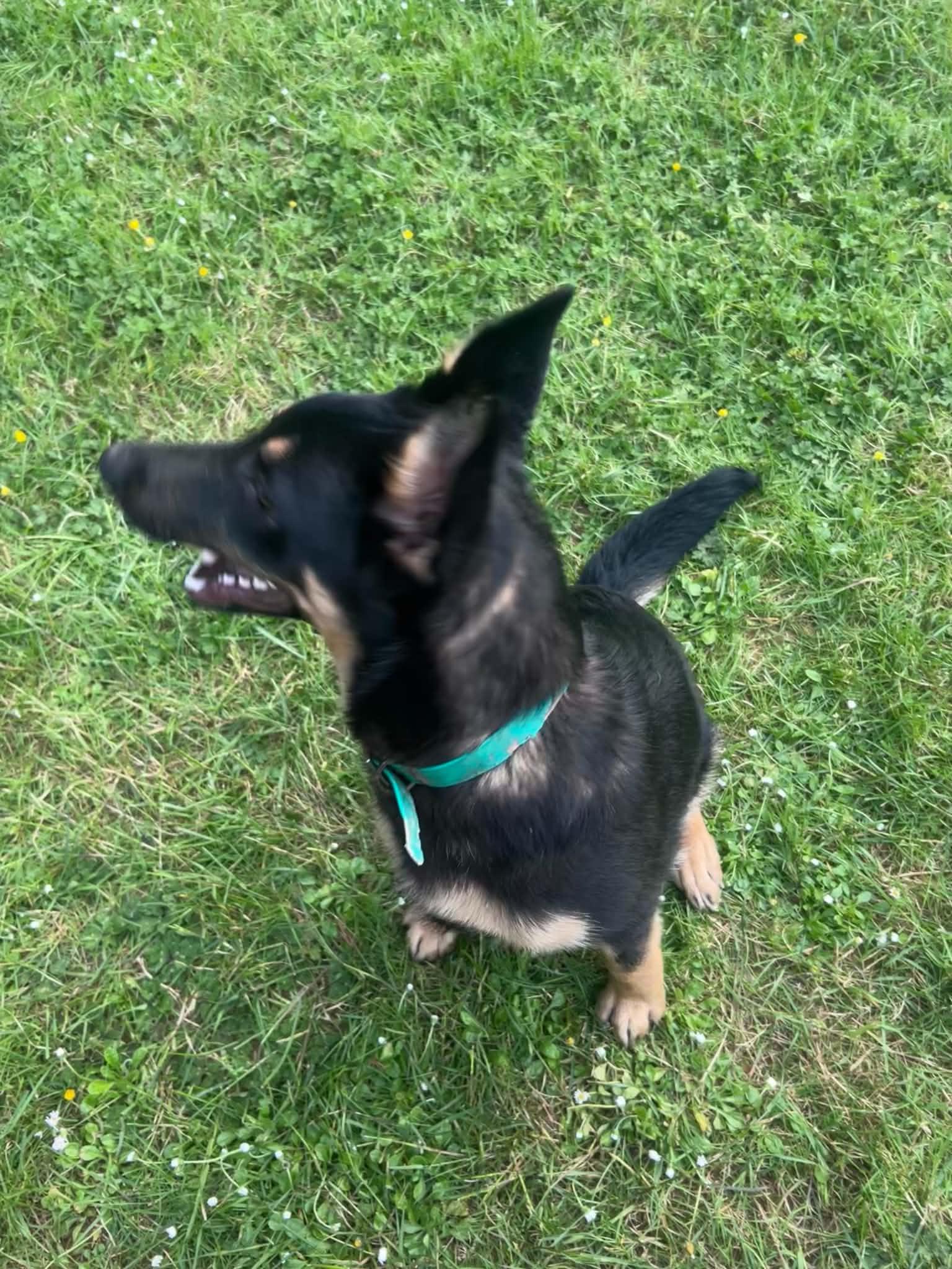 Enlarge Bubba, a ADOPTABLE mixed breed in Hoopa, CA image 3/3