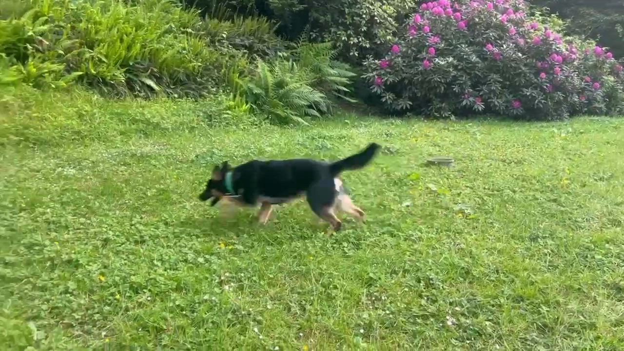 Enlarge Bubba, a ADOPTABLE mixed breed in Hoopa, CA video 2/3