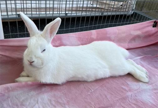 ELIZA, a Adoptable American in San Clemente, CA image 2/5