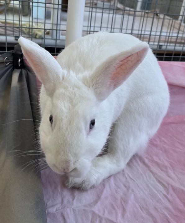 ELIZA, a Adoptable American in San Clemente, CA image 3/5