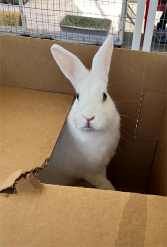 ELIZA, a Adoptable American in San Clemente, CA image 1/5