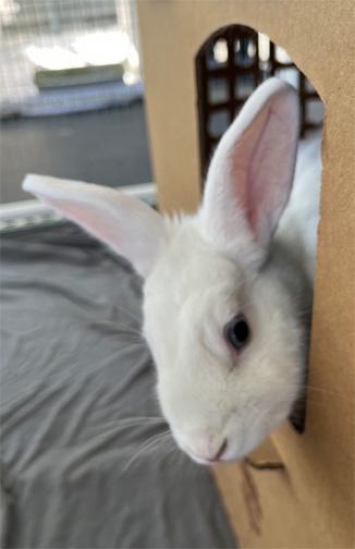 ELIZA, a Adoptable American in San Clemente, CA image 4/5