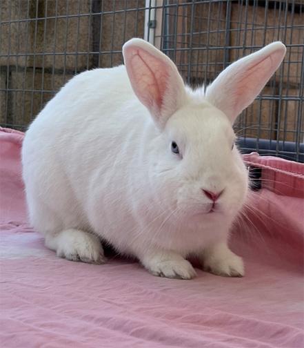 ELIZA, a Adoptable American in San Clemente, CA image 5/5