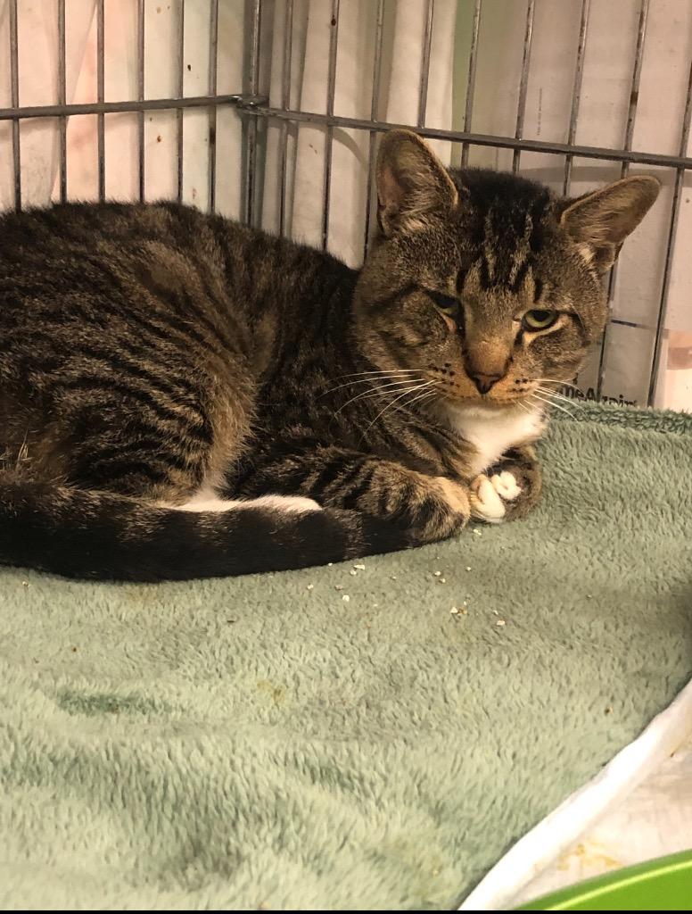 Teddy, Adoptable, Adult Male Domestic Short Hair.