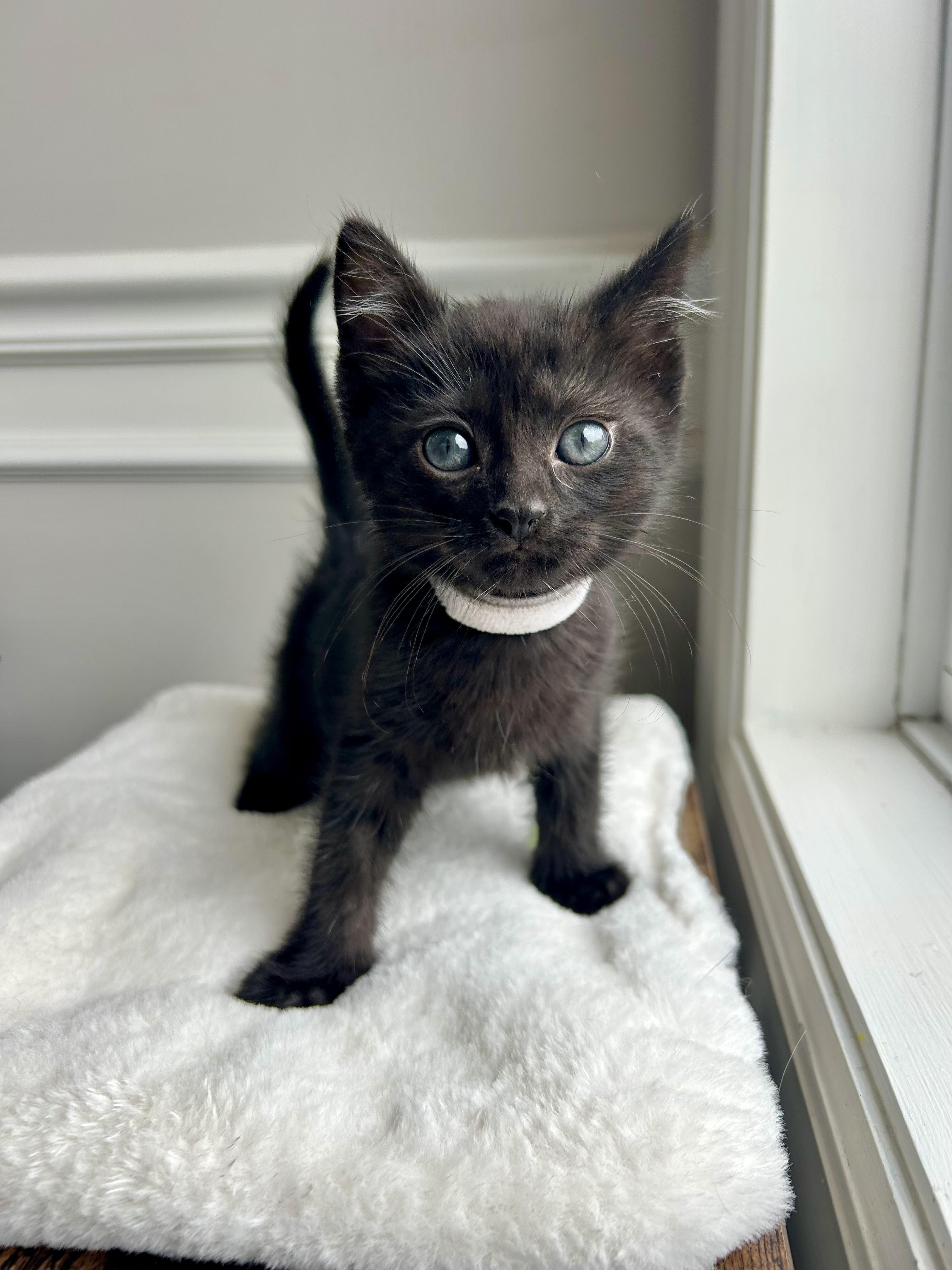 Ozzy, adopted, Kitten Male Domestic Short Hair.