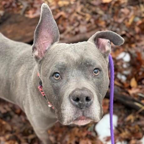 Koby (ID 49982/183), ADOPTABLE, Adult Male Pit Bull Terrier.