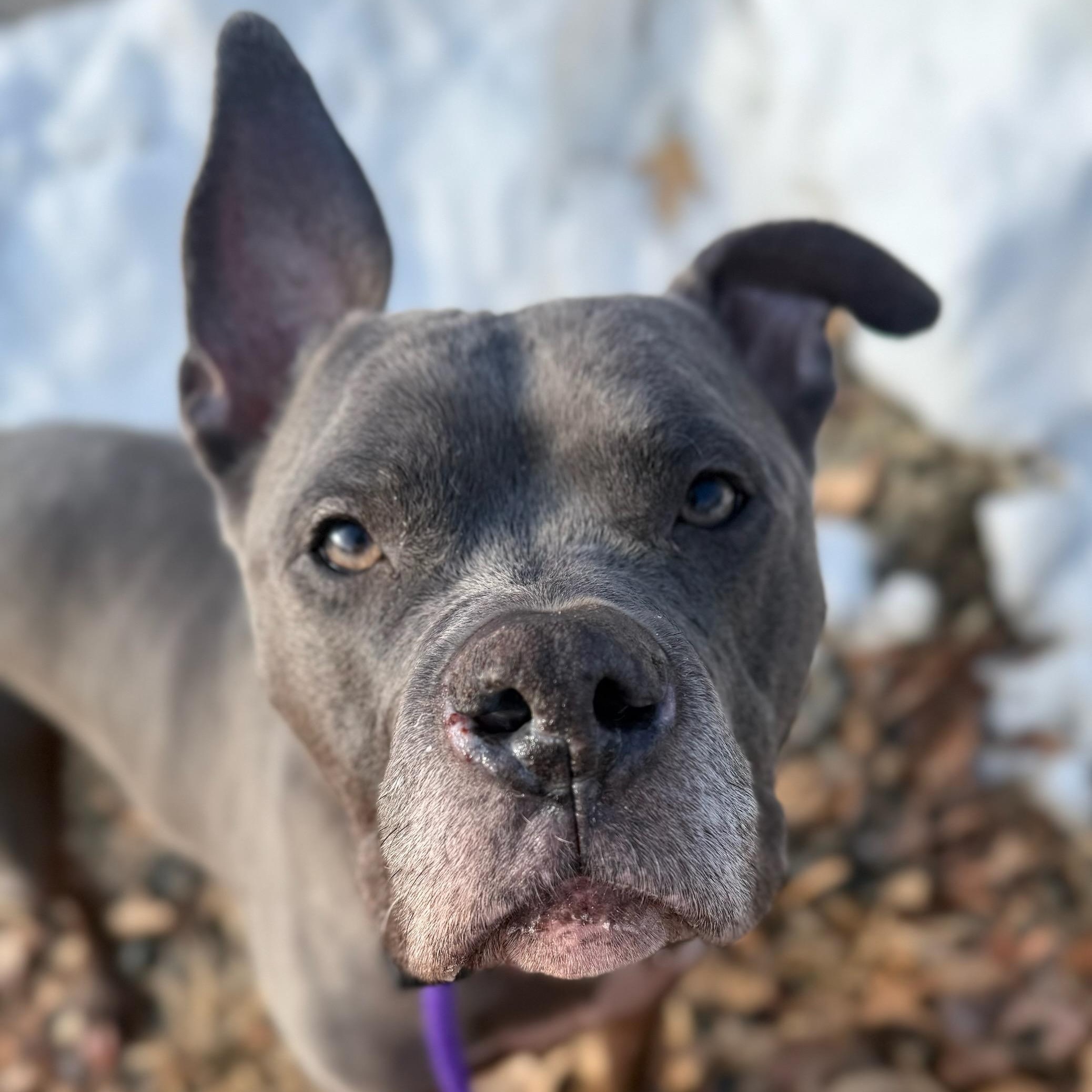 Koby (ID 49982/183), a ADOPTABLE Pit Bull Terrier in Manassas, VA image 2/2