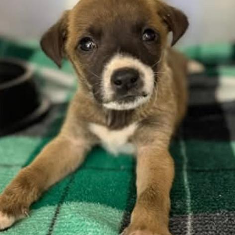 Tyson, Adoptable, Puppy Male Mixed Breed.