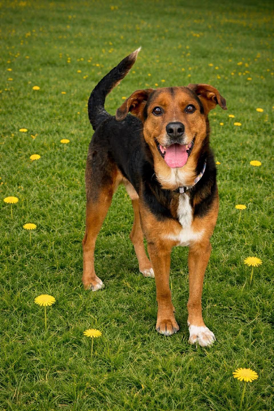 Big Mac, Adoptable, Adult Male Shepherd.