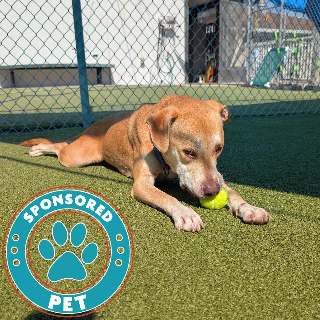 Teriyaki Q, Adoptable, Adult Male Labrador Retriever.