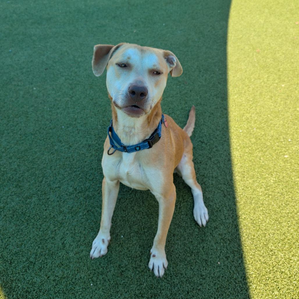 Teriyaki Q, Adoptable, Adult Male Labrador Retriever.
