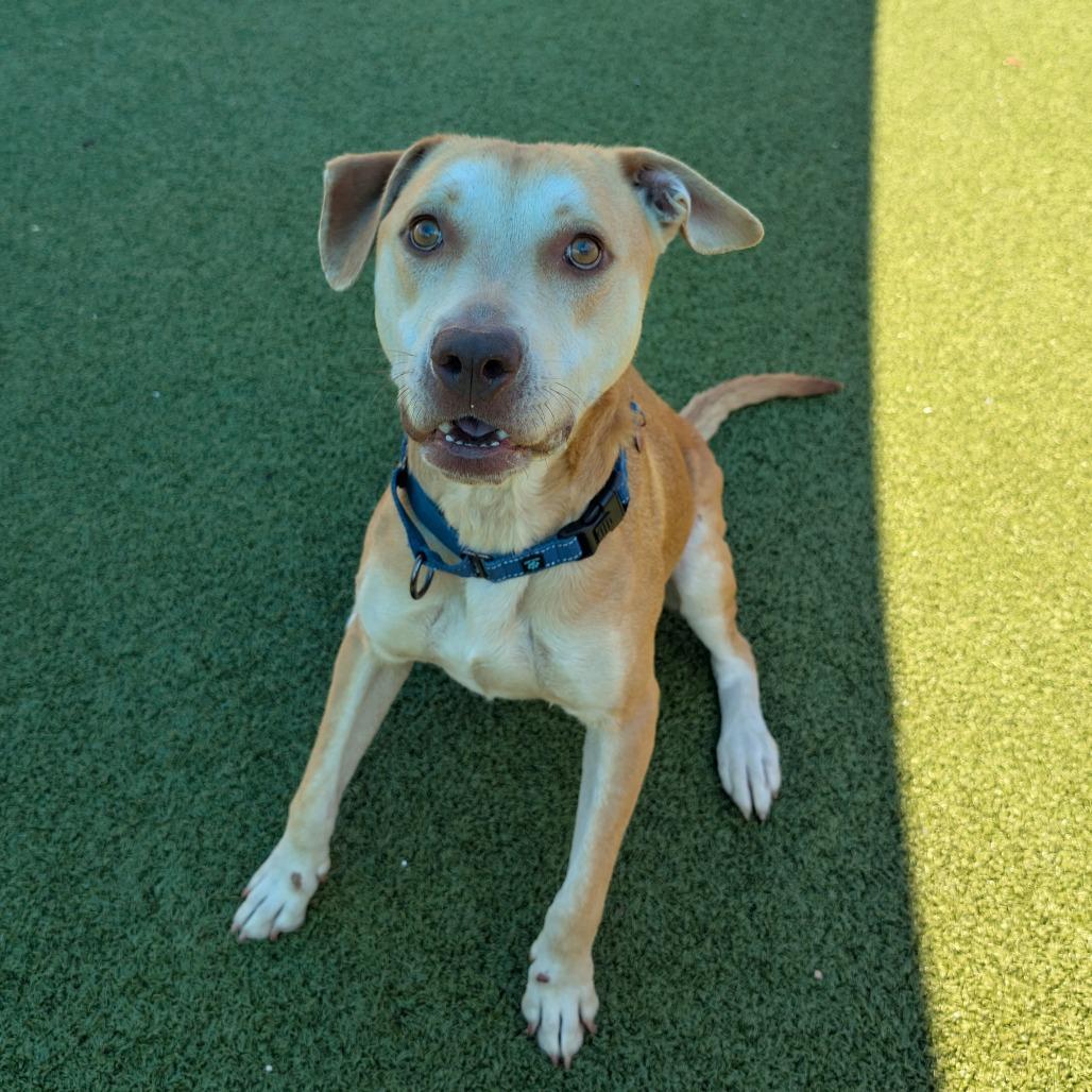 Enlarge Teriyaki Q, a Adoptable Labrador Retriever in Lakeland, FL image 2/4