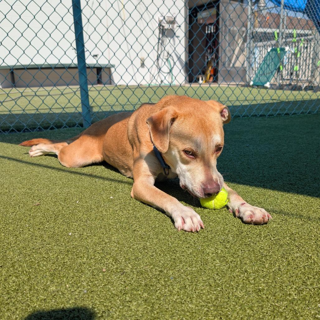 Enlarge Teriyaki Q, a Adoptable Labrador Retriever in Lakeland, FL image 3/4