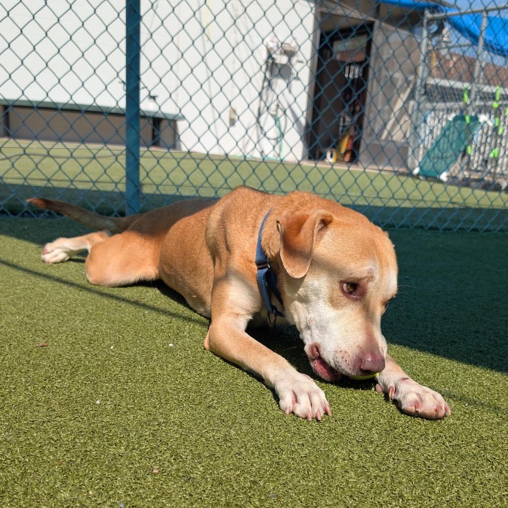 Enlarge Teriyaki Q, a Adoptable Labrador Retriever in Lakeland, FL image 4/4