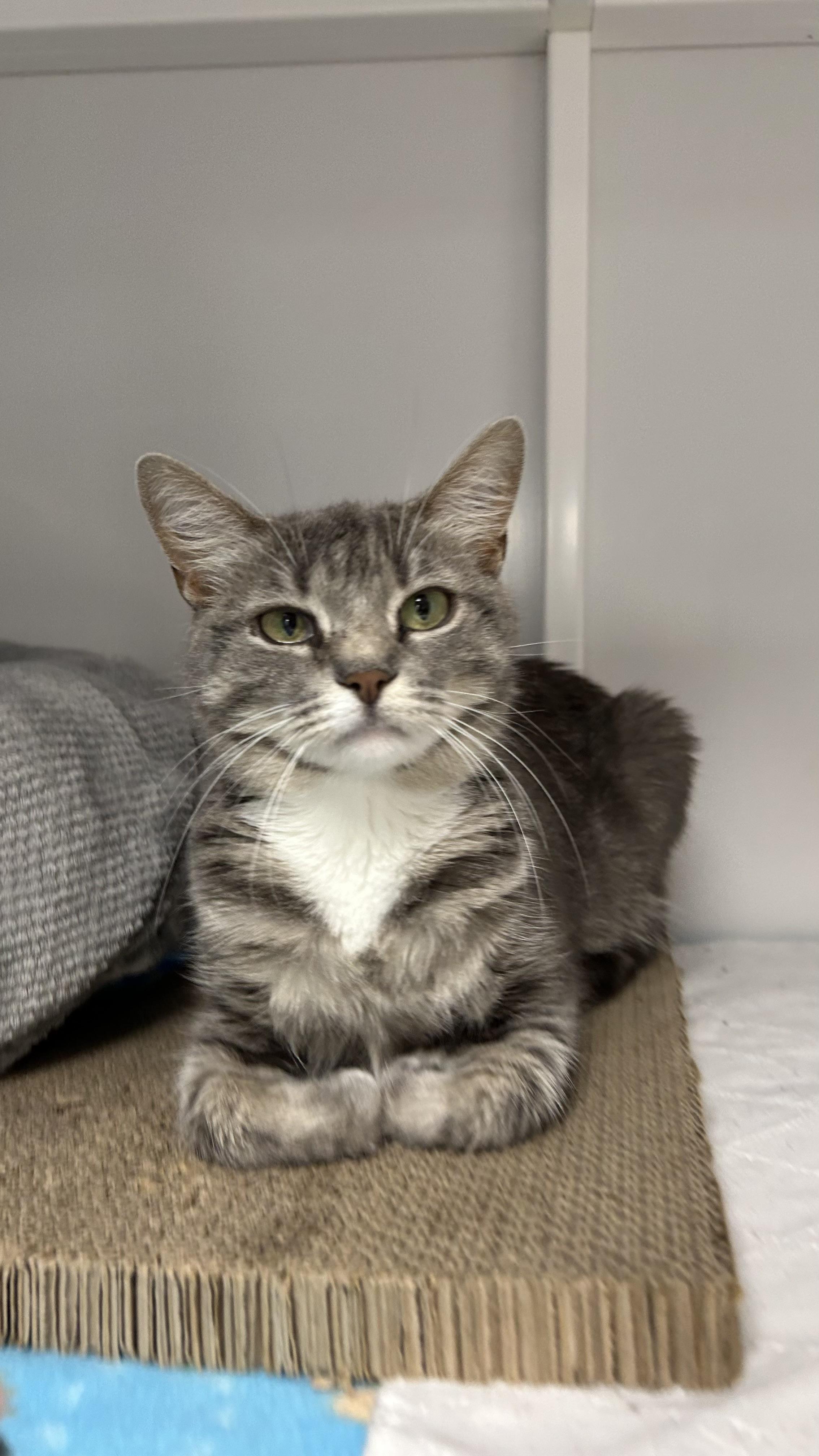 Enlarge Arcadia , an adopted Domestic Short Hair in White Oak, PA image 2/3