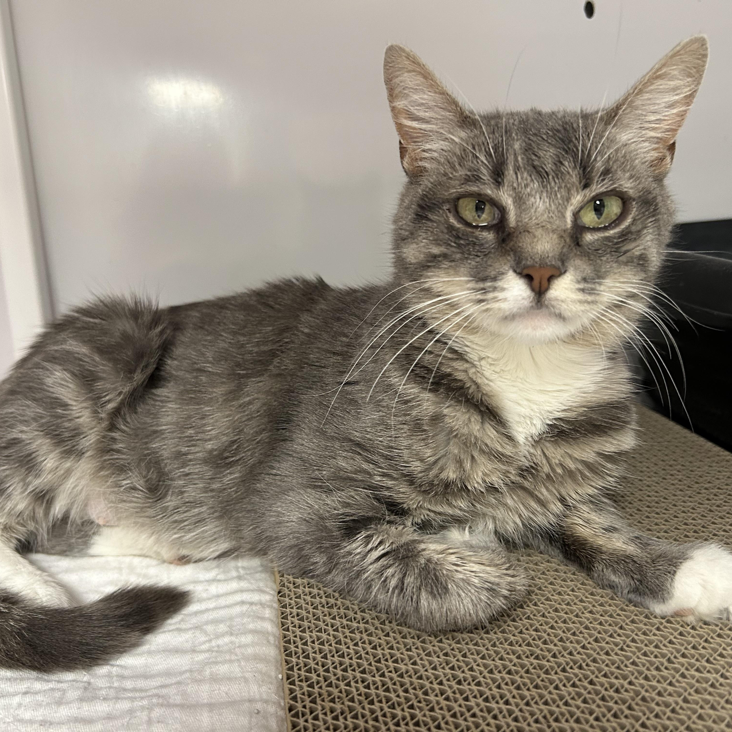 Arcadia , adopted, Adult Female Domestic Short Hair.