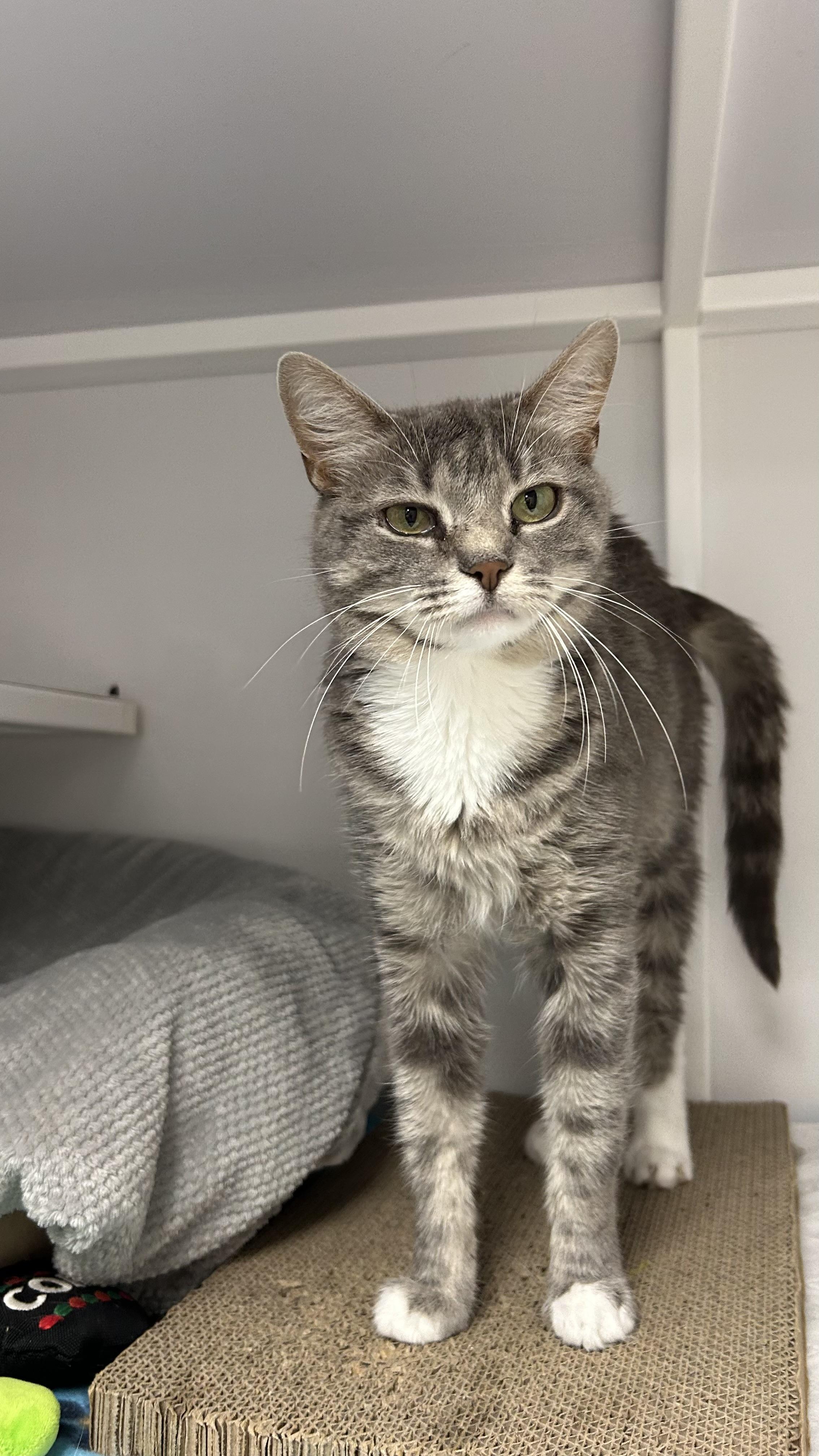 Enlarge Arcadia , an adopted Domestic Short Hair in White Oak, PA image 3/3