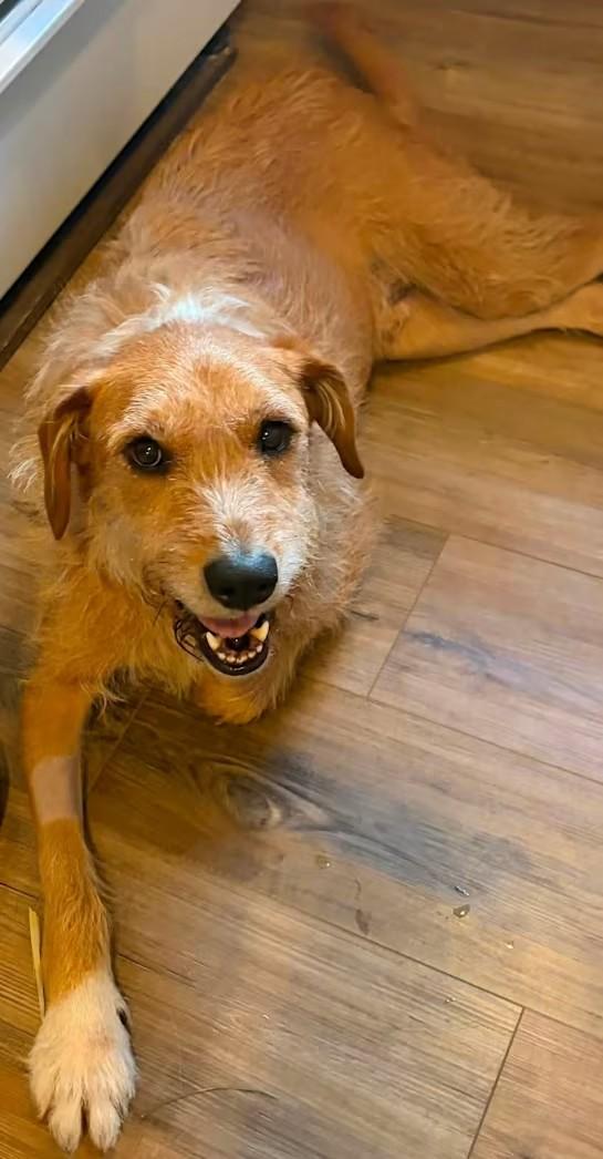 Curtis, Adoptable, Adult Male Terrier.